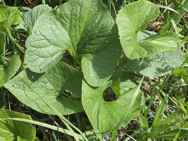 Brunnera sibirica, photographed by Татьяна Фирсова