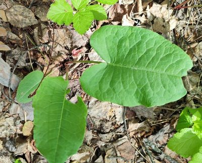 Rumex confertus, photographed by Yurii Basov