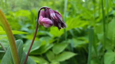Lathyrus pisiformis, photographed by Екатерина Гущина