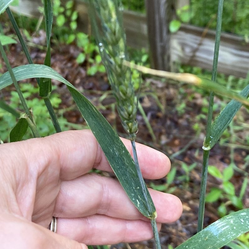 Triticum aestivum, photographed by mefisher