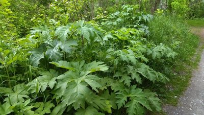 Heracleum dissectum, photographed by Екатерина Гущина