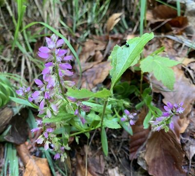 Polygala comosa, photographed by Katrin Simon