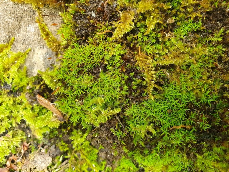 Bryoerythrophyllum recurvirostrum, photographed by Jonathan Hughes