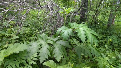 Heracleum dissectum, photographed by Екатерина Гущина