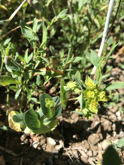 Bupleurum rotundifolium, photographed by Chiara Catalano