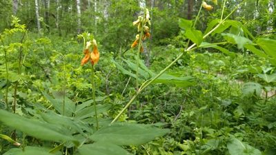 Lathyrus gmelinii, photographed by Екатерина Гущина