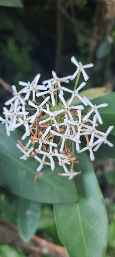 Ixora finlaysoniana, photographed by ritirene