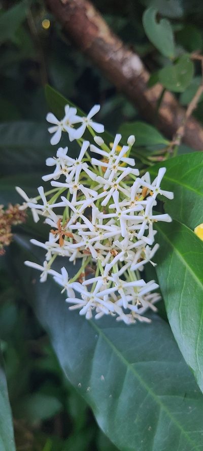 Ixora finlaysoniana, photographed by ritirene