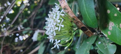 Ixora finlaysoniana, photographed by ritirene
