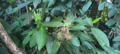Ixora finlaysoniana, photographed by ritirene