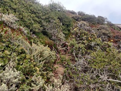 Arctostaphylos tomentosa