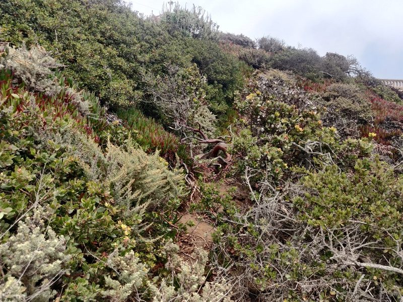 Arctostaphylos tomentosa, photographed by Alexander Wentworth