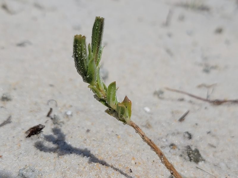 Oenothera humifusa, photographed by Michelle Sevcovas