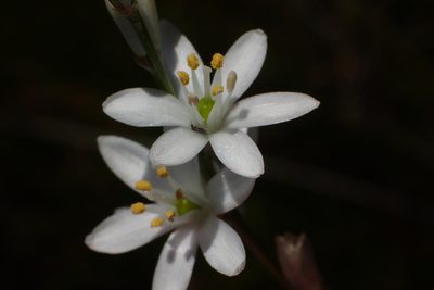Nicipe graminifolia, photographed by Nicola van Berkel