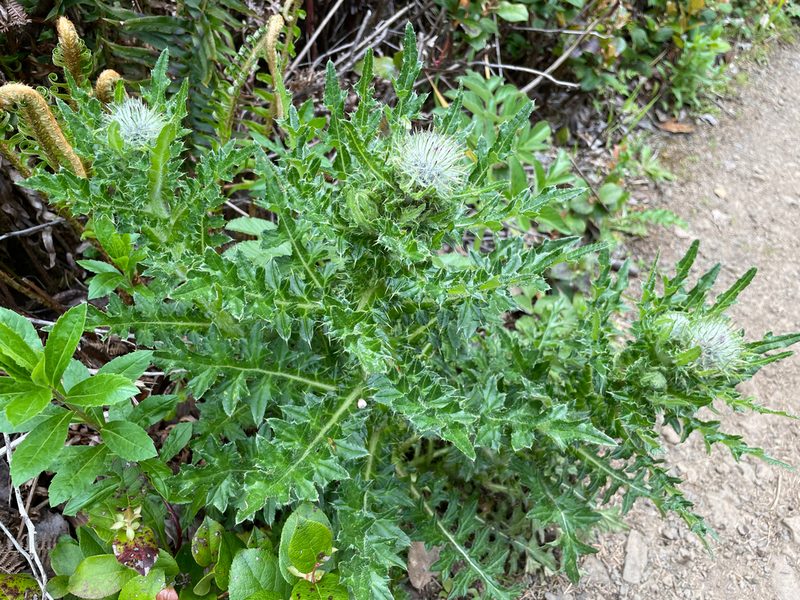 Cirsium edule, photographed by Roger Rittmaster