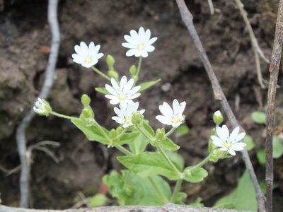 Stellaria bungeana, photographed by Татьяна Фирсова