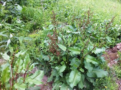 Rumex obtusifolius, photographed by Татьяна Фирсова