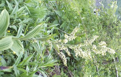 Veratrum lobelianum, photographed by Татьяна Фирсова