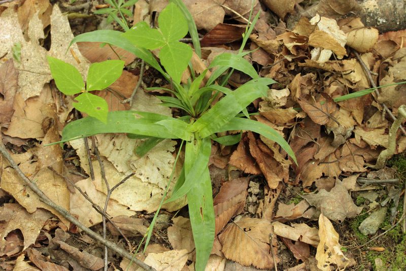 Carex platyphylla, photographed by Trix Niernberger