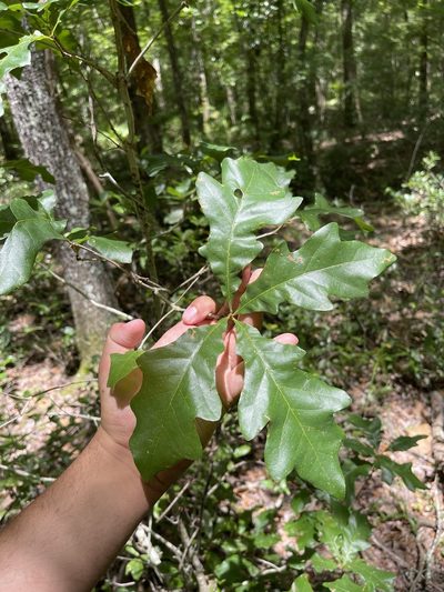 Quercus austrina, photographed by Brandon Corder