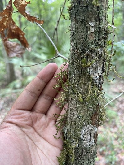 Forsstroemia trichomitria, photographed by Brandon Corder