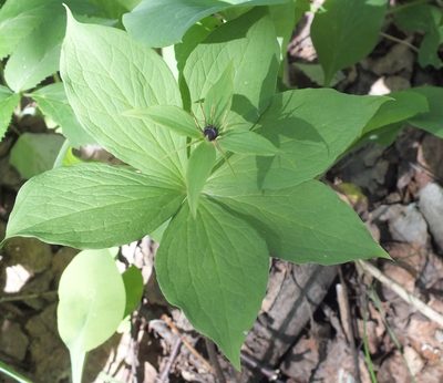 Paris quadrifolia, photographed by Татьяна Фирсова