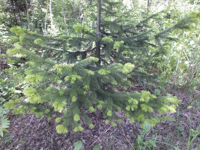 Abies sibirica, photographed by Татьяна Фирсова