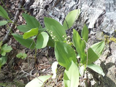 Convallaria majalis, photographed by Татьяна Фирсова