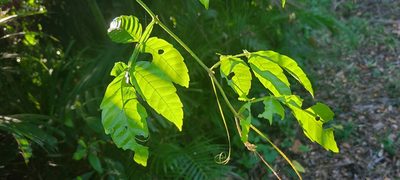 Paullinia pinnata
