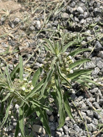 Asclepias emoryi, photographed by Chet Burrier