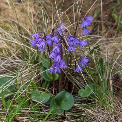 Soldanella carpatica, photographed by Piotr Lukasik