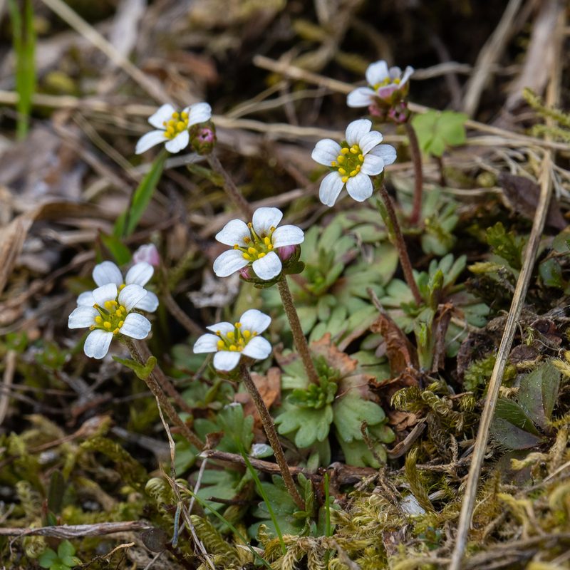 Saxifraga wahlenbergii, photographed by Piotr Lukasik