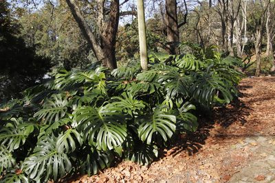 Monstera deliciosa, photographed by Tony Rebelo