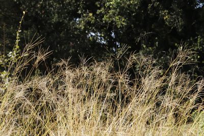 Digitaria eriantha, photographed by Tony Rebelo