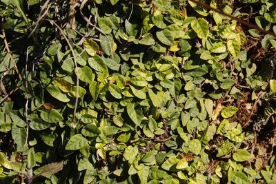Ficus pumila, photographed by Tony Rebelo