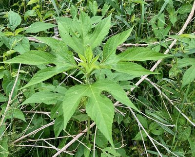 Ambrosia trifida, photographed by Susan Berry