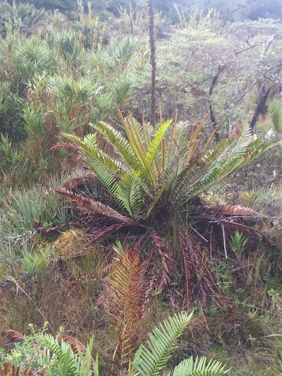 Lomariocycas aurata, photographed by Chris Hoess