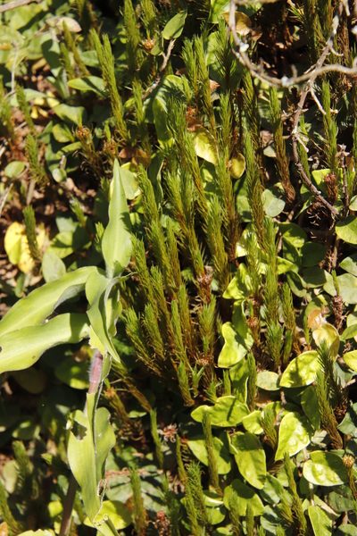 Polytrichum subpilosum, photographed by Tony Rebelo