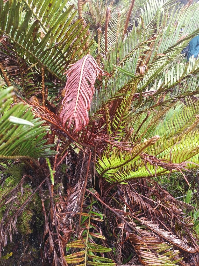 Lomariocycas aurata, photographed by Chris Hoess