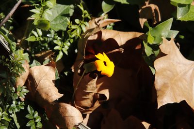 Thunbergia alata, photographed by Tony Rebelo