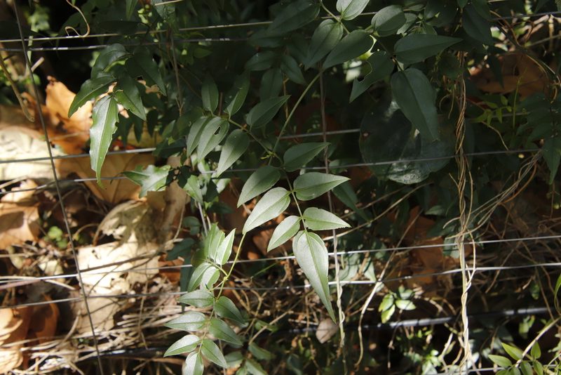 Jasminum polyanthum, photographed by Tony Rebelo