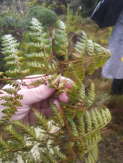 Culcita coniifolia, photographed by Chris Hoess