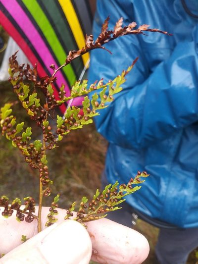Culcita coniifolia, photographed by Chris Hoess