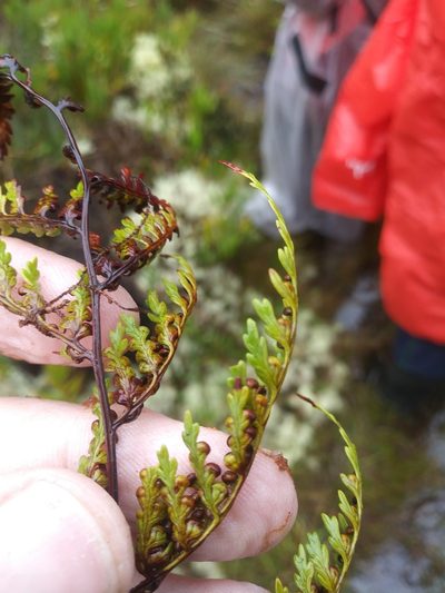 Culcita coniifolia, photographed by Chris Hoess