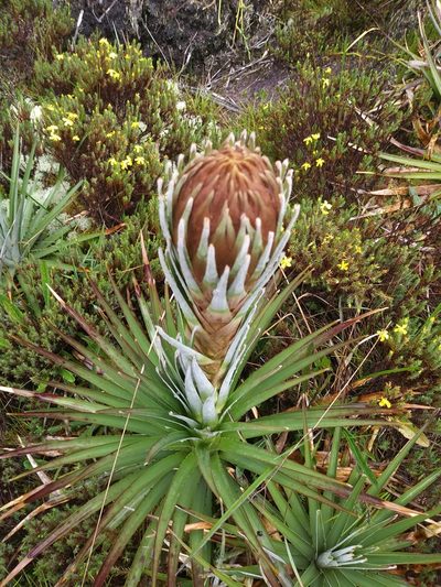Puya dasylirioides, photographed by Chris Hoess