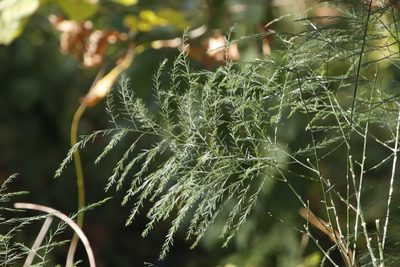 Asparagus virgatus, photographed by Tony Rebelo