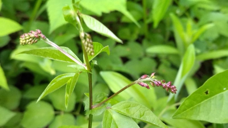 Vicia unijuga, photographed by Екатерина Гущина