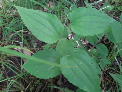 Smilax tamnoides, photographed by florawhite
