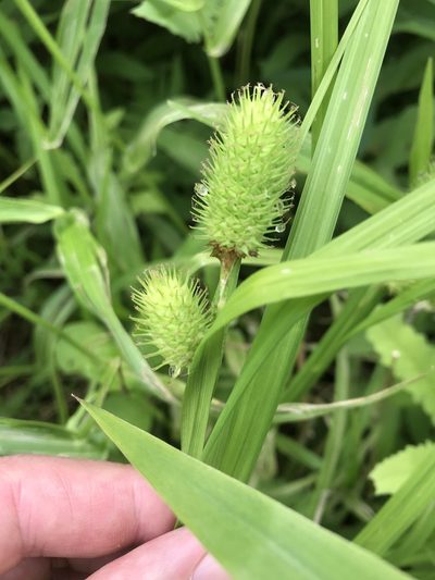 Carex typhina, photographed by Bryan Connolly
