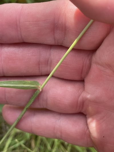 Urochloa trichopus, photographed by Chet Burrier